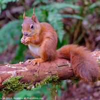 Buy canvas prints of Red Squirrel North Wales by Terry Brooks