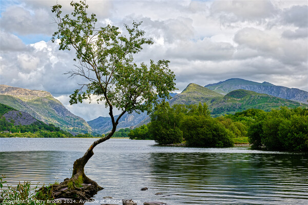 Llyn Padarn Lonely Tree North Wales Picture Board by Terry Brooks