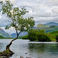 Buy canvas prints of Llyn Padarn Lonely Tree North Wales by Terry Brooks