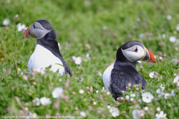 Puffins on Skomer Island Picture Board by Terry Brooks