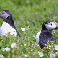 Buy canvas prints of Puffins on Skomer Island by Terry Brooks