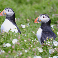 Buy canvas prints of Puffins on Skomer Island by Terry Brooks