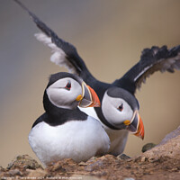 Buy canvas prints of Puffin Skomer Island by Terry Brooks