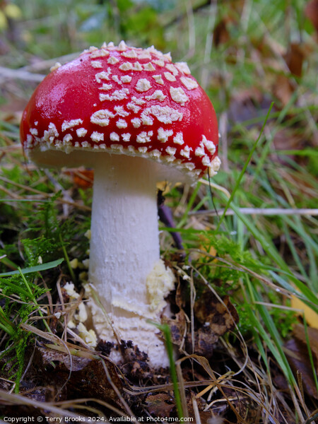 Amanita Muscaria - Fly Agaric Fungi Picture Board by Terry Brooks