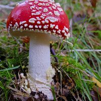 Buy canvas prints of Amanita Muscaria - Fly Agaric Fungi by Terry Brooks