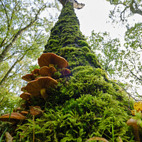 Buy canvas prints of Moss and Fungi Covered Tree by Terry Brooks