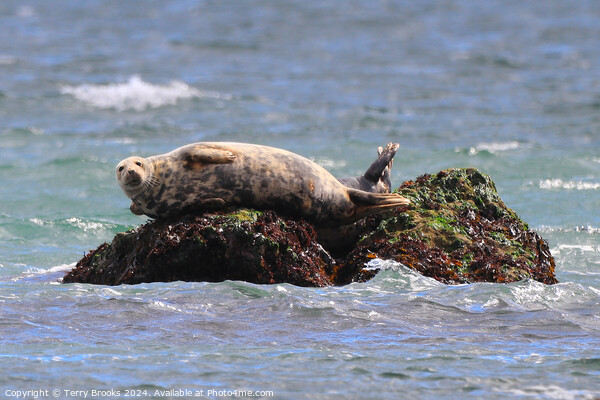 Seal Sunbathing on the Rocks Picture Board by Terry Brooks