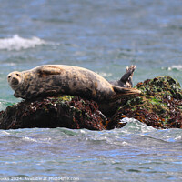 Buy canvas prints of Seal Sunbathing on the Rocks by Terry Brooks