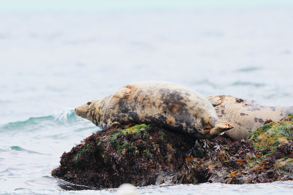 Seal Sunbathing on the Rocks Picture Board by Terry Brooks