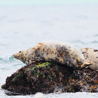 Buy canvas prints of Seal Sunbathing on the Rocks by Terry Brooks