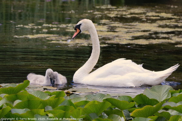 Swan with Signets in the Lilly Pads Picture Board by Terry Brooks