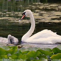 Buy canvas prints of Swan with Signets in the Lilly Pads by Terry Brooks