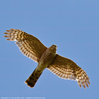 Buy canvas prints of Sparrow Hawk - Accipiter nisus in flight by Terry Brooks