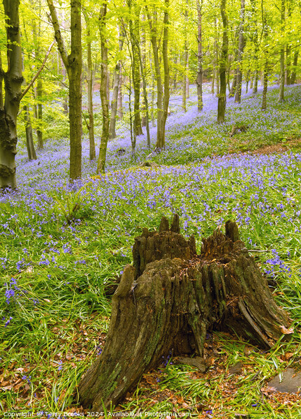 Woodland Bluebells Picture Board by Terry Brooks