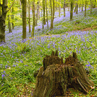 Buy canvas prints of Woodland Bluebells by Terry Brooks