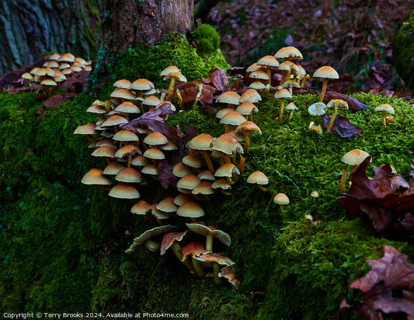 Mushrooms Fungi and Moss Picture Board by Terry Brooks