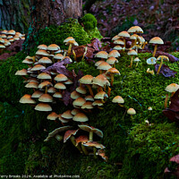 Buy canvas prints of Mushrooms Fungi and Moss by Terry Brooks