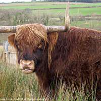 Buy canvas prints of Highland Cow by Terry Brooks