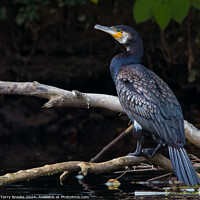 Buy canvas prints of Cormorant - Phalocrocorax by Terry Brooks