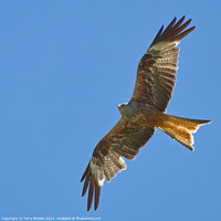 Buy canvas prints of Red Kite in Flight by Terry Brooks