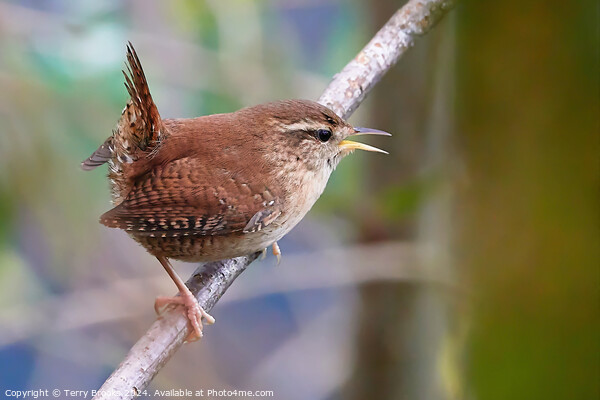 Tiny Wren Singing Picture Board by Terry Brooks