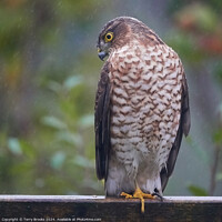 Buy canvas prints of Sparrow Hawk in the Rain by Terry Brooks