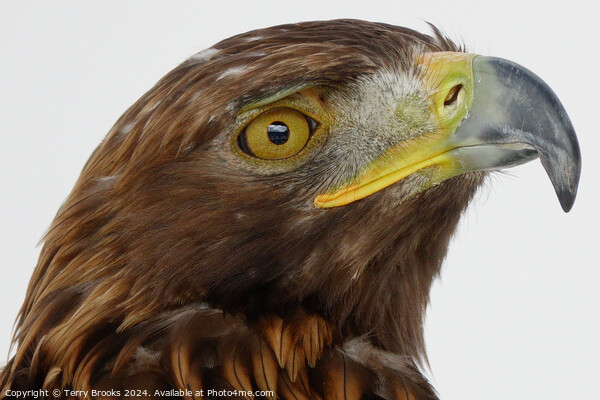Golden Eagle Head - Aquila chrysaetos Picture Board by Terry Brooks