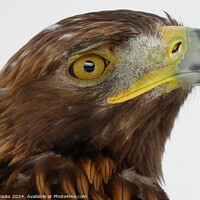 Buy canvas prints of Golden Eagle Head - Aquila chrysaetos by Terry Brooks