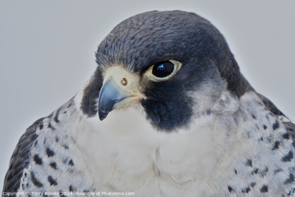 Peregrine Falcon - Falco peregrinus Picture Board by Terry Brooks