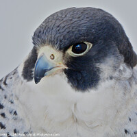 Buy canvas prints of Peregrine Falcon - Falco peregrinus by Terry Brooks
