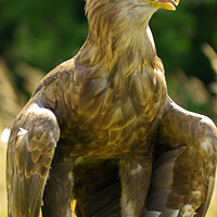Buy canvas prints of White Tailed Sea Eagle by Terry Brooks