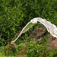 Buy canvas prints of Snowy Owl in Flight by Terry Brooks