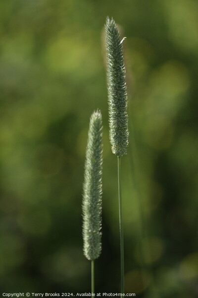 Abstract Grass Plants Picture Board by Terry Brooks