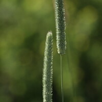 Buy canvas prints of Abstract Grass Plants by Terry Brooks