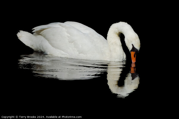 Swan Reflection Picture Board by Terry Brooks