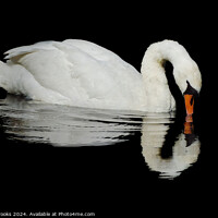 Buy canvas prints of Swan Reflection by Terry Brooks