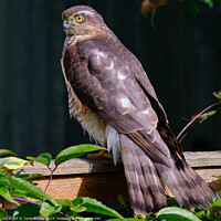 Buy canvas prints of Female Sparrowhawk on a Garden Fence by Terry Brooks