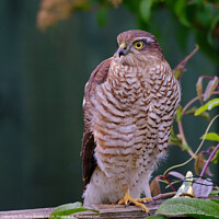 Buy canvas prints of Female Sparrowhawk on a Garden Fence by Terry Brooks