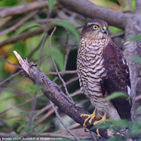 Buy canvas prints of Sparrow Hawk - Accipiter nisus by Terry Brooks