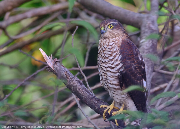 Sparrow Hawk - Accipiter nisus Picture Board by Terry Brooks