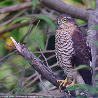 Buy canvas prints of Sparrow Hawk - Accipiter nisus by Terry Brooks