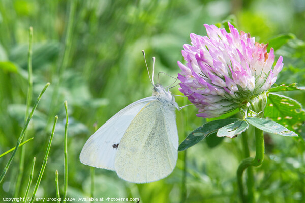 Small White Butterfly on a Clover Flower Picture Board by Terry Brooks