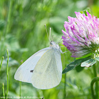 Buy canvas prints of Small White Butterfly on a Clover Flower by Terry Brooks