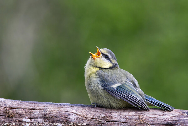Baby Blue Tit Begging for Food Picture Board by Terry Brooks