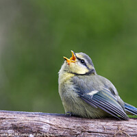 Buy canvas prints of Baby Blue Tit Begging for Food by Terry Brooks