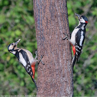 Buy canvas prints of Great Spotted Woodpeckers Pair by Terry Brooks