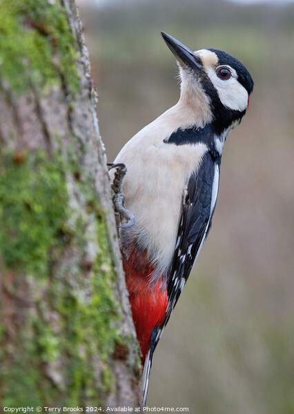 Male Great Spotted Woodpecker Picture Board by Terry Brooks