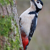 Buy canvas prints of Male Great Spotted Woodpecker by Terry Brooks