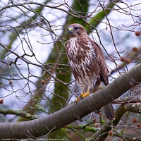 Buy canvas prints of Common Buzzard Buteo buteo in a Tree by Terry Brooks