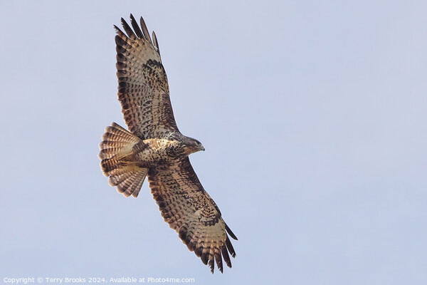 Common Buzzard in Flight Picture Board by Terry Brooks